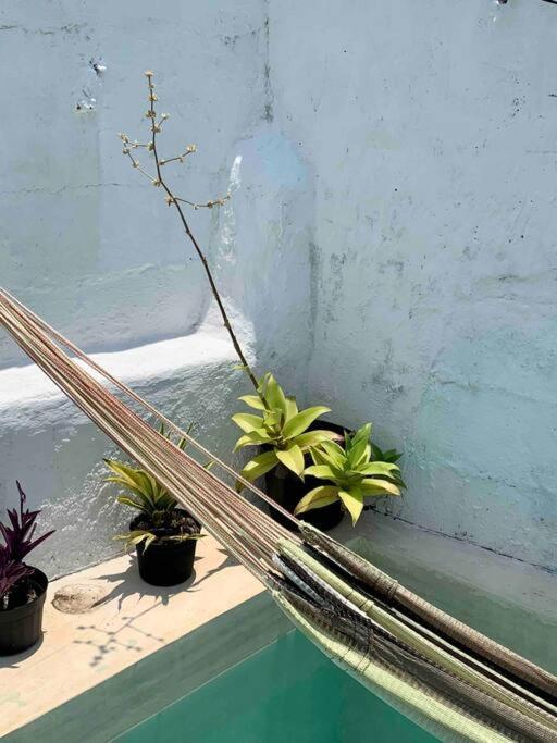 Casita Azul Colonial En El Centro De Merida. المظهر الخارجي الصورة